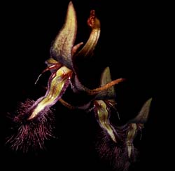 bulbophyllum_saltatorium_cd