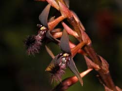 bulbophyllum_saltatorium_ws_cd