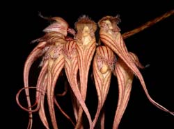 bulbophyllum_sanguinopunctatum_ws_cd