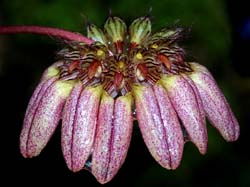 bulbophyllum_sarcophyllum_cd