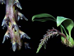 bulbophyllum_saurocephalum2_cd