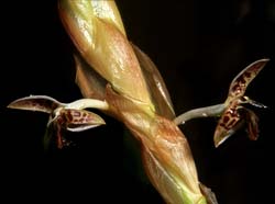 bulbophyllum_schinzianum_phaeopogon_cd