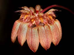 bulbophyllum_sikkimense_ws_cd