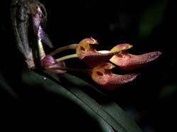 bulbophyllum_spathulatum_cd