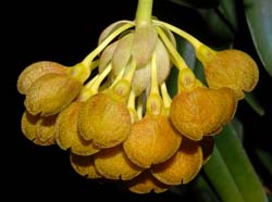 bulbophyllum_spathulatum_ws_cd