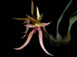 bulbophyllum_species10_ws_cd