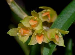 bulbophyllum_species9_ws_cd