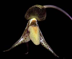 bulbophyllum_species_lambarene_cd