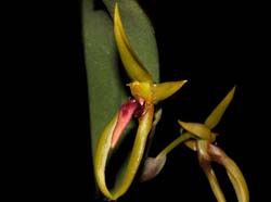 bulbophyllum_species_lepidorhiza_ws_cd