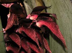 bulbophyllum_spiesii3_cd