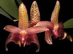 bulbophyllum_sumatranum_cd