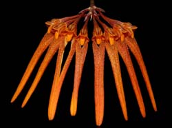 bulbophyllum_thaiorum3_ws_cd