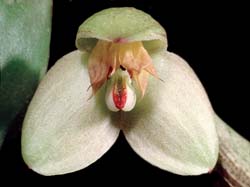 bulbophyllum_tinekeae_cd