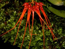 bulbophyllum_tingabarinum_cd