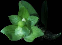 bulbophyllum_transanisarense2_cd