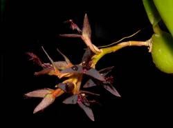 bulbophyllum_tremulum_ws_cd