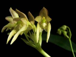 bulbophyllum_umbellatum_cd