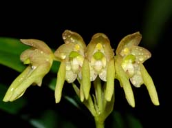 bulbophyllum_umbellatum_ws_cd