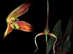 bulbophyllum_unitubum_cd