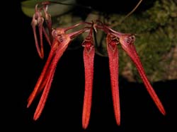 bulbophyllum_violaceum_cd