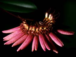 bulbophyllum_weberi_cd