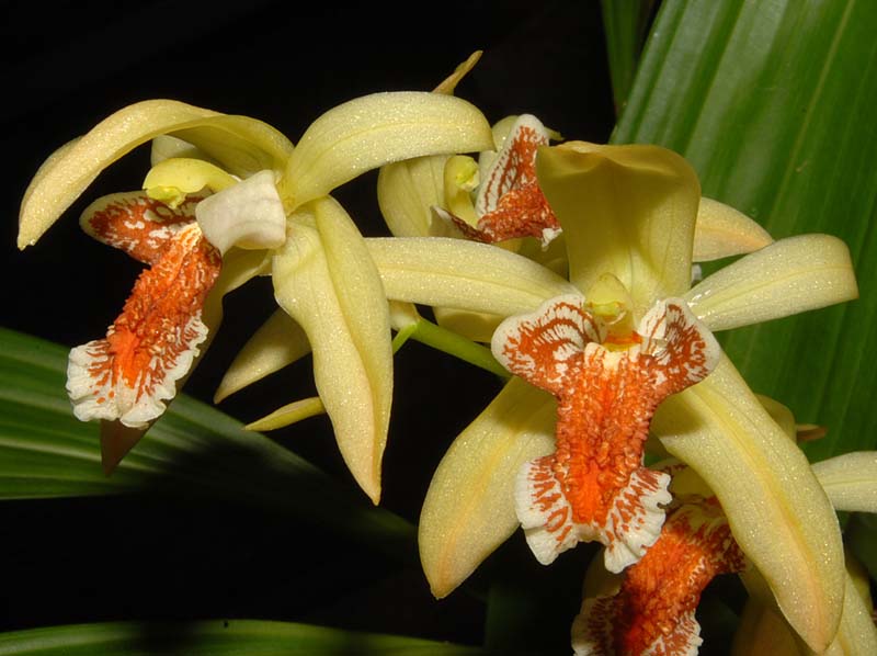 Coelogyne_marthae2_ws_cd