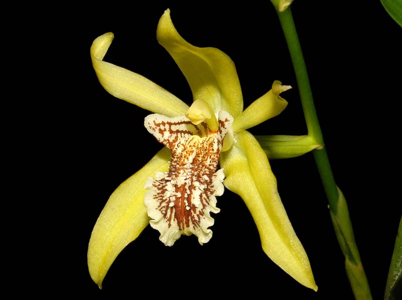 Coelogyne_marthae_ws_cd