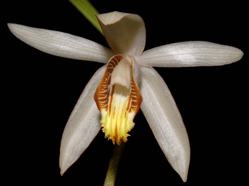 Coelogyne_velutina_ws_cd