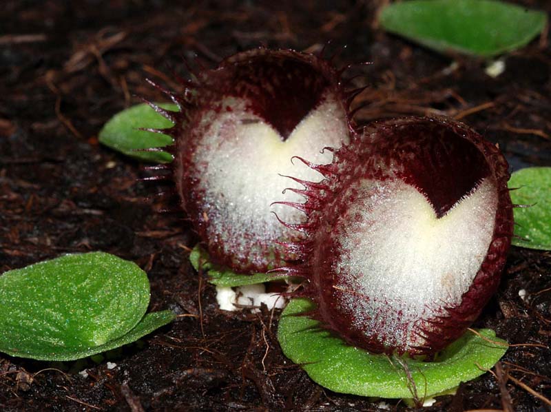 Corybas_hispidus_IP