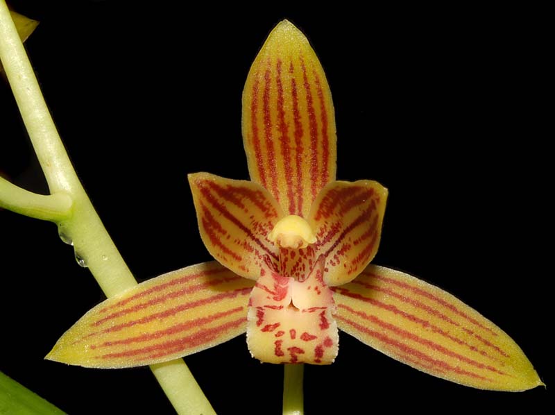 Cymbidium_hartinahianum_WS_cd