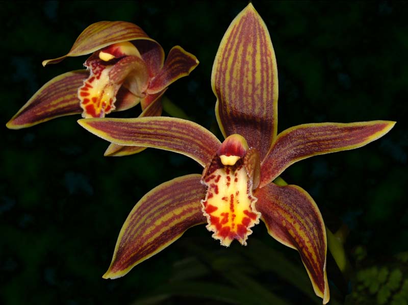 Cymbidium_iridifolium_ws_cd