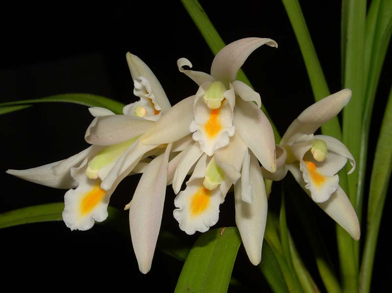 Cymbidium_mastersii_ws_cd