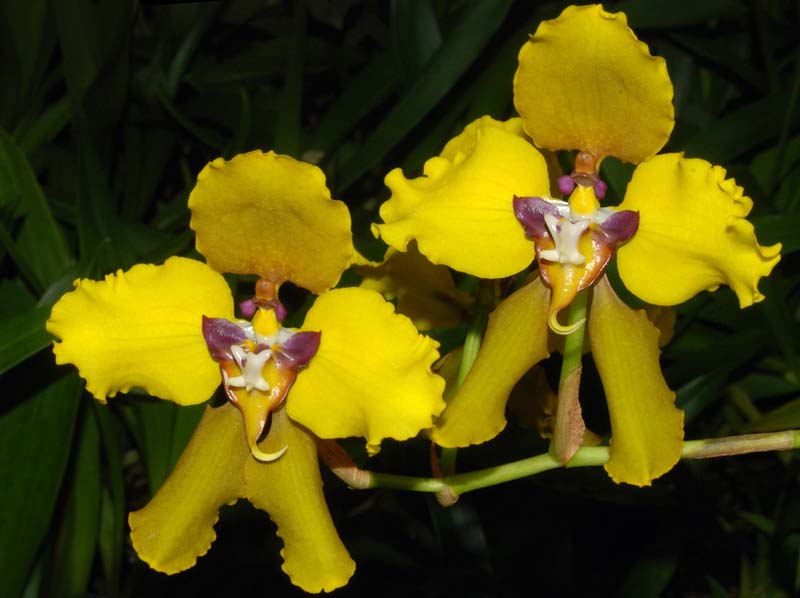 Cyrtochilum_macranthum2_ws_cd