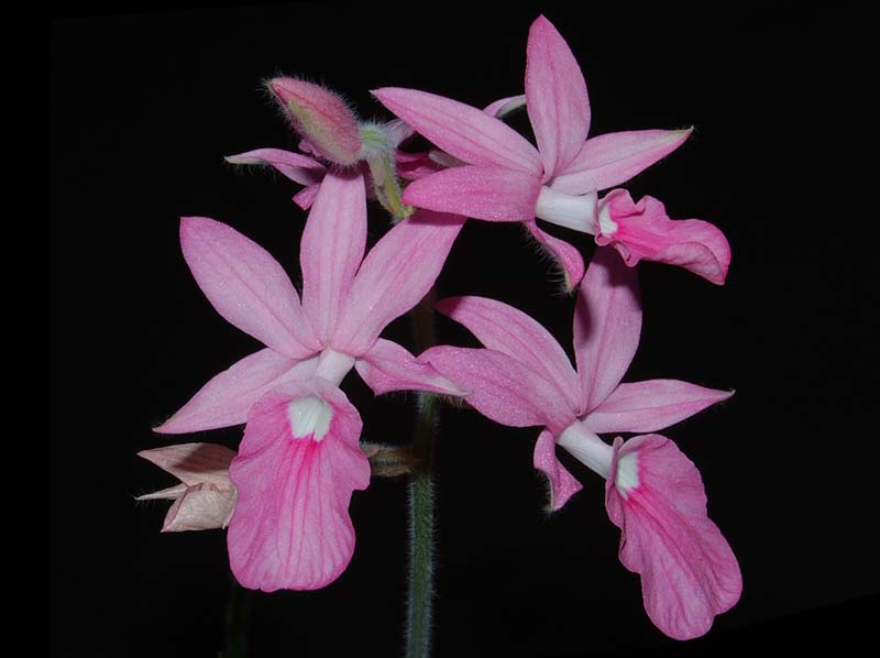 calanthe rosea