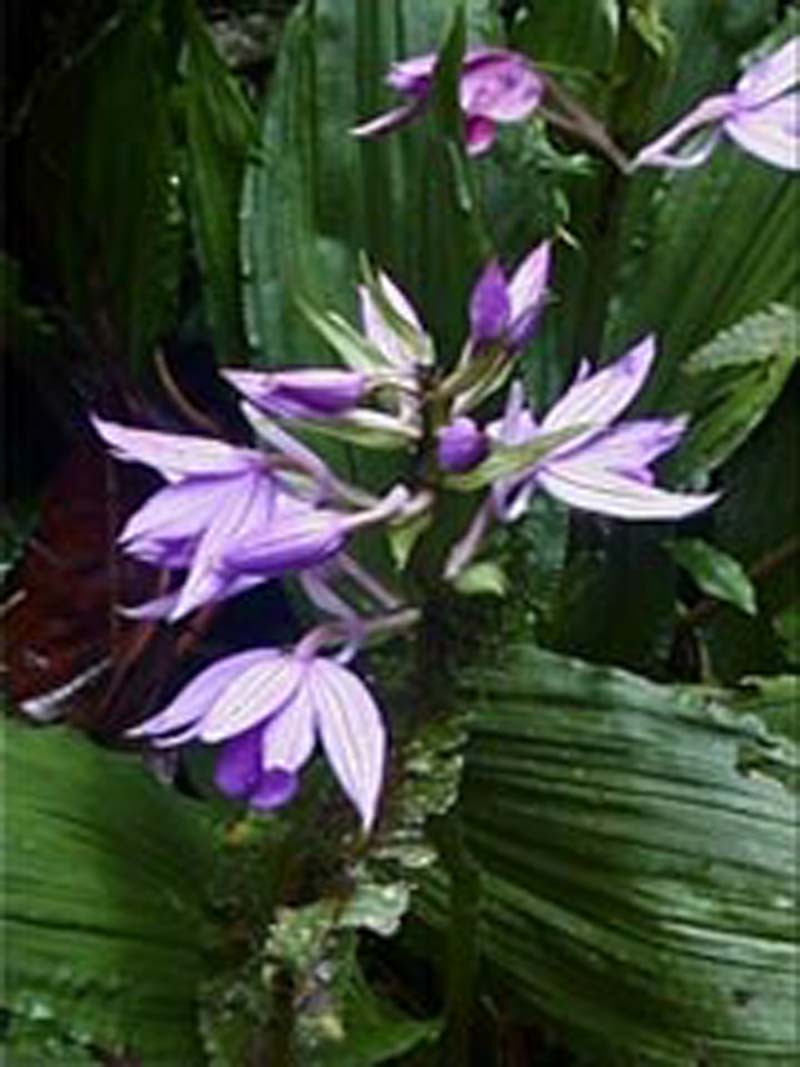 calanthe sylvatica