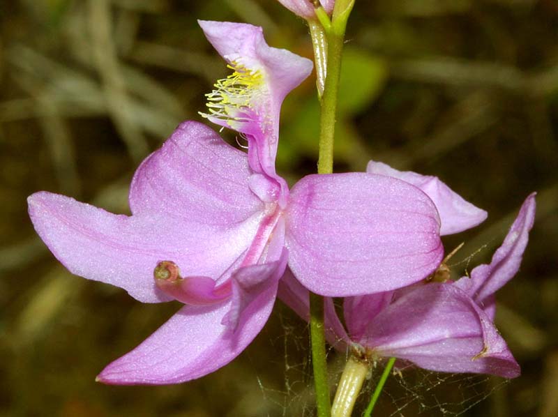 calopogon_tuberosus_MH_cd