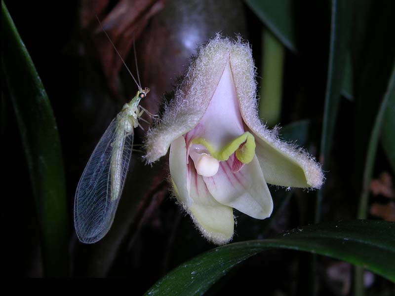 campanulorchis_globifera_cd