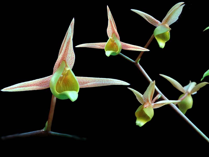 catasetum_fuchsii_cd