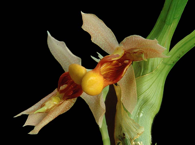 catasetum_galeritum_cd