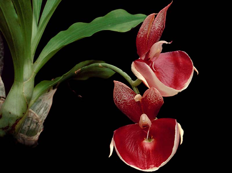 catasetum_imperiale_pierrecouret_cd