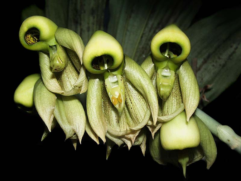 catasetum_integerrimum_cd