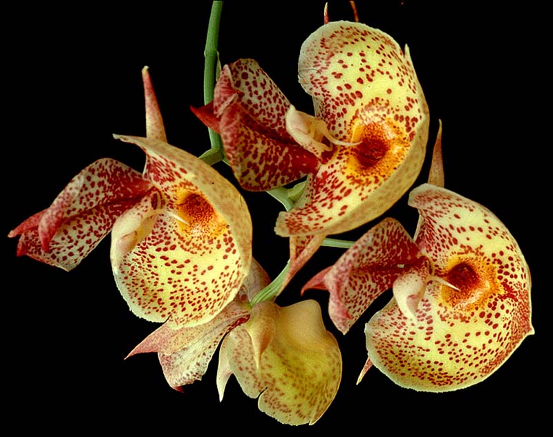 catasetum_orchidglade1_cd