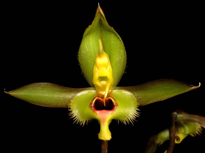 catasetum_osculatum_cd