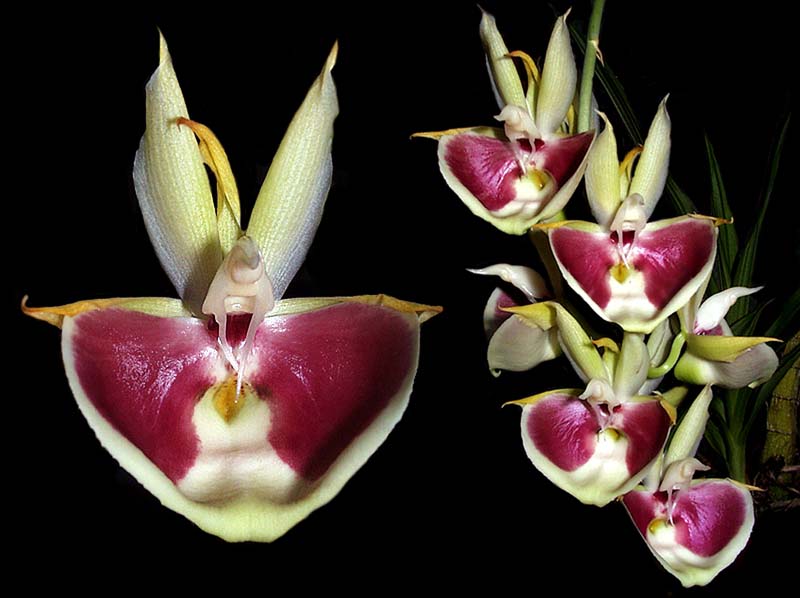 catasetum_pileatum_cd