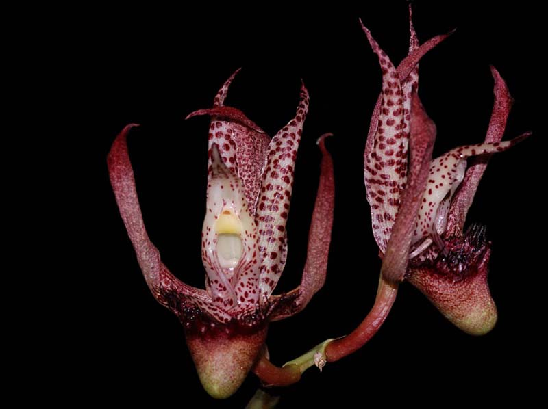 catasetum_schmidtianum_ip_cd