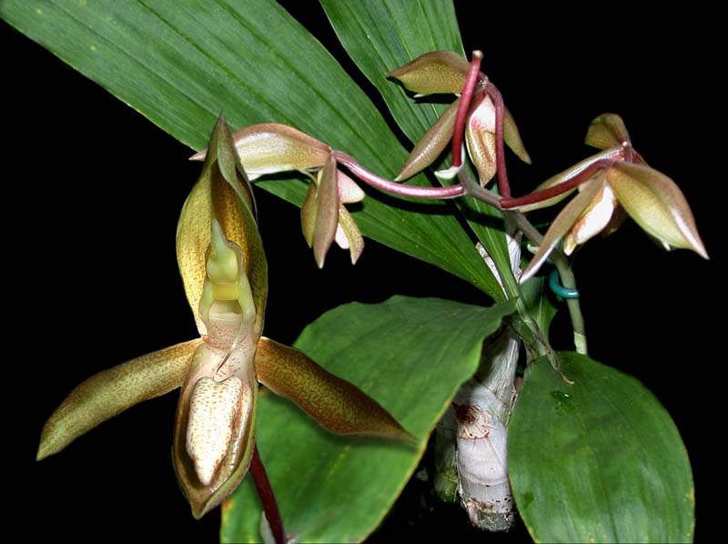 catasetum_tabulare_ip