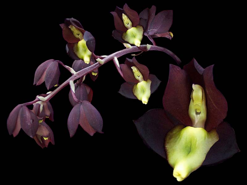 catasetum_tenebrosum_ws_cd