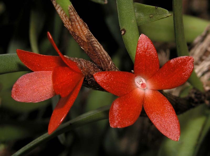 ceratostylis_rubra_ws_cd