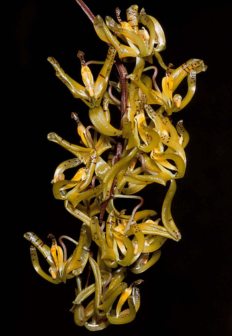 cirrhaea_loddigesii_GG_cd