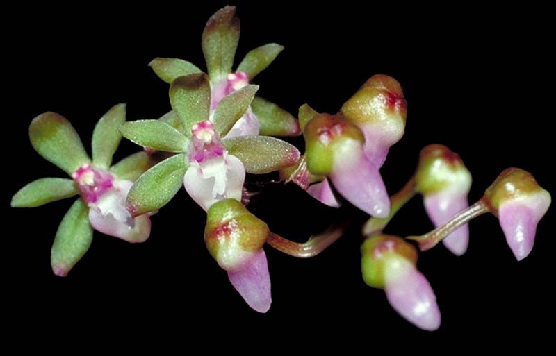 cleisostoma_croquettii_cd